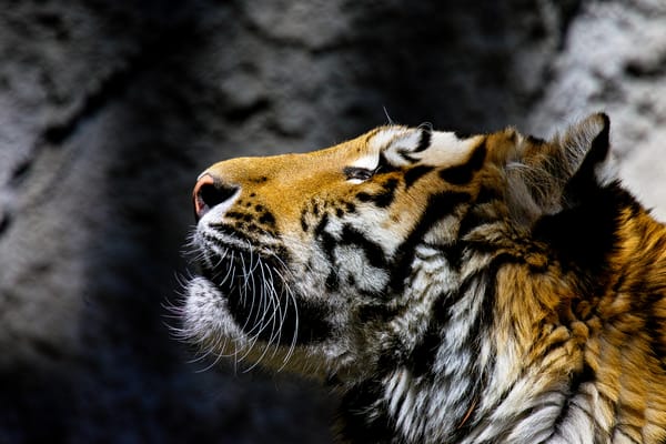 Обои тигр, хищник, дикая кошка, морда