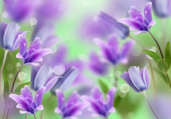 Обои цветы, flowers, колокольчики, bells
