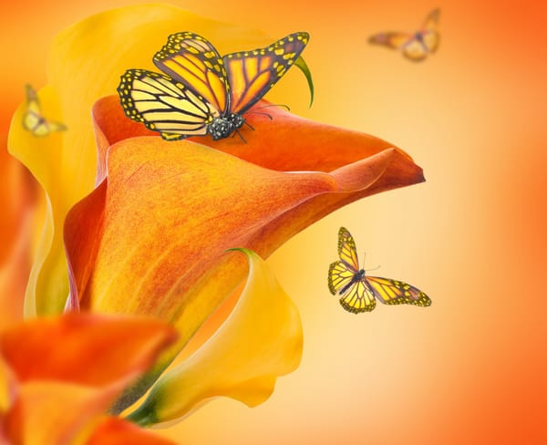 Обои цветы, flowers, butterflies, каллы, бутоны, buds, Calla lilies, бабочки