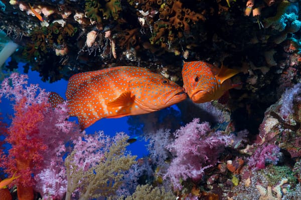 Обои fish, под водой, fishes, море, coral reef, океан, рыба, Французский поцелуй, French Kiss, underwater, ocean, коралловый риф, sea