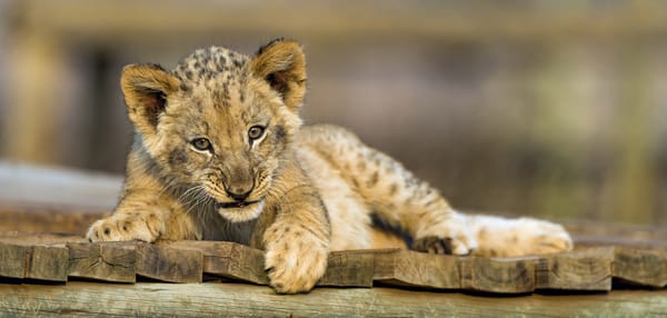 Обои львёнок, детёныш, кошка, ©Tambako The Jaguar, лев