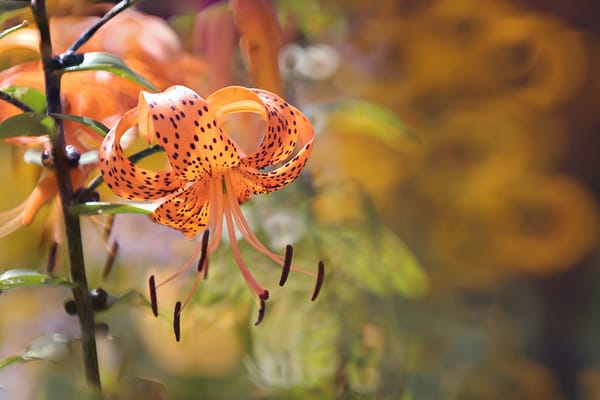 Обои Orange Tiger Lily, цветы, природа, лето