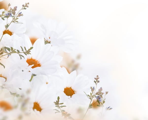Обои цветы, листики, белые-хризантемы, flowers, white chrysanthemum, leaves