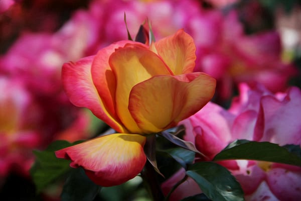 Обои роза, цветение, rose, yellow rose, bloom, бутон, желто-розовая, Bud