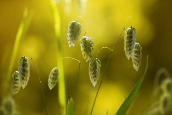 Обои Quaking grass, макро, цветы