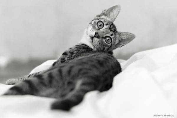 Обои кот, кошка, чёрно-белое