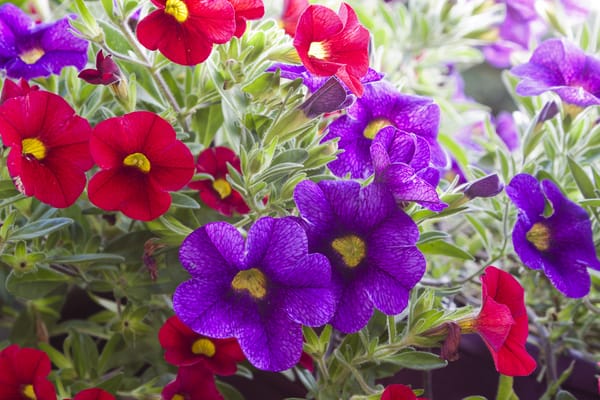 Обои цветы, violet leaves, красные, red, фиолетовые, flowers, листья