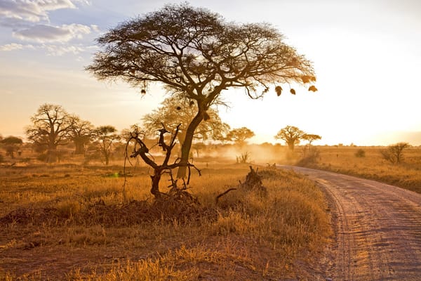 Обои Sunset in Tarangire, природа, пейзаж