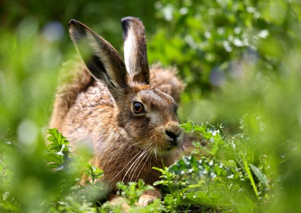 природа животные заяц nature animals hare без смс
