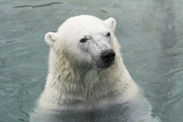 Обои белый медведь, купание, полярный медведь, морда, зоопарк, хищник