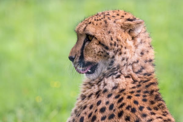 Обои гепард, хищник, взгляд, cheetah