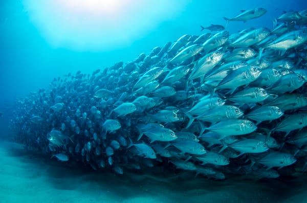 Обои ocean, fish, shoal
