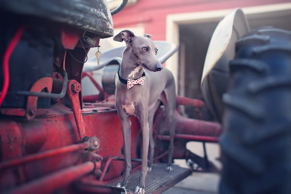 Обои собака, Italian Greyhound, друг, взгляд