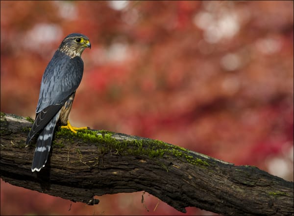Обои Дербник (Falco columbarius), дерево, взгляд, отдых