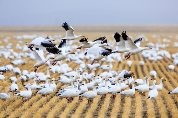 Обои поле, гуси, Freezeout Lake, Choteau, дикая природа, птицы, Fairfield, Migration, Montana