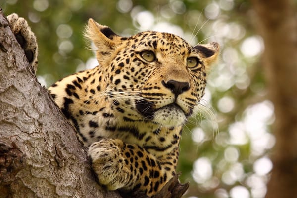 Обои leopard, feline, tree