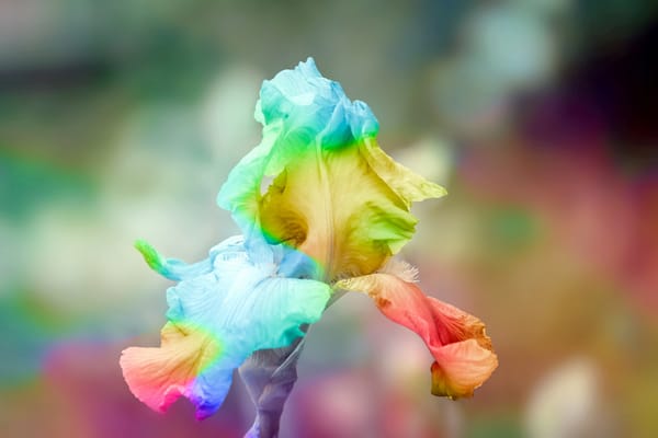 Обои цветок, iris, flower of iris, радужный ирис, rainbow, ирис