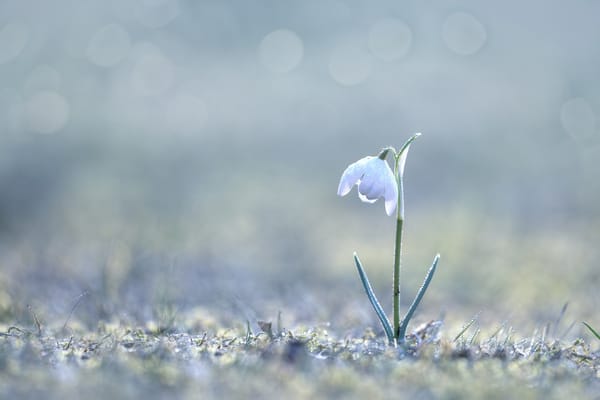 Обои подснежник, макро, весна, цветы
