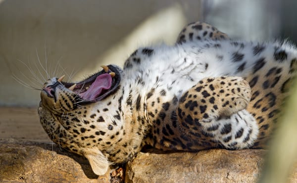Обои леопард, зевает, кошка, персидский, клыки, ©Tambako The Jaguar, пасть