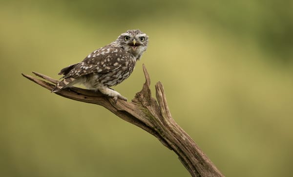 Обои Little Owl, птица, природа