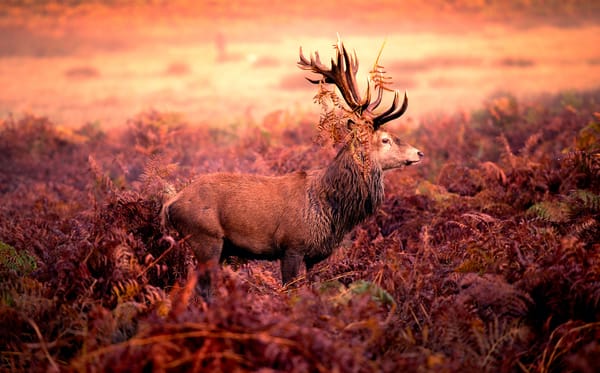 Обои Red deer stag, олень, рога