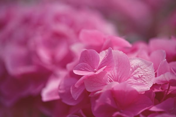 Обои Pink Hydrangea, цветы, макро