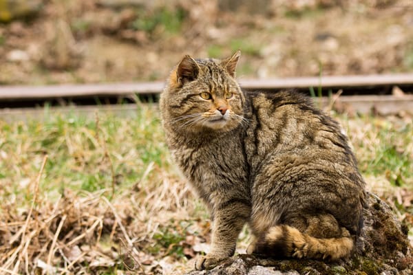Обои дикий кот, взгляд, кошка, лесной кот