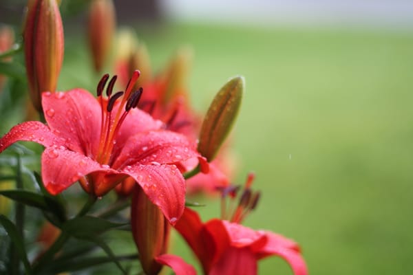 Обои красные лилии, flower, цветы, red Lily