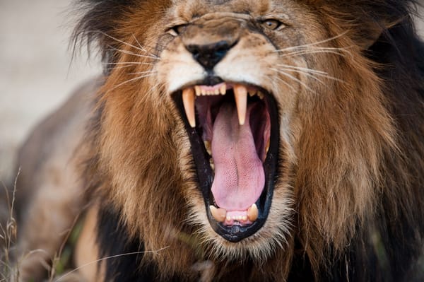 Обои fury, head, lion, teeth