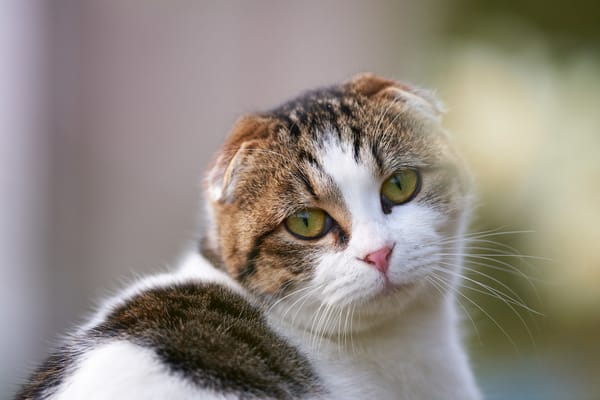 Обои шотландский вислоухий, Скоттиш-фолд, глаза, мордочка, взгляд