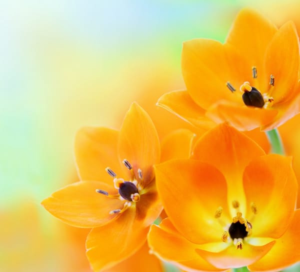 Обои цветы, оранжевые тюльпаны, orange tulips, flowers