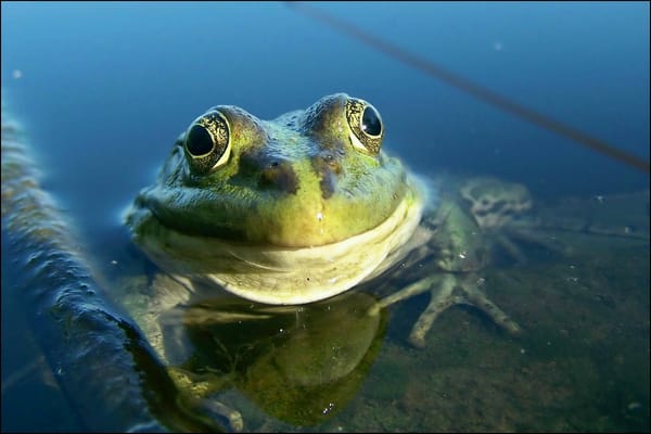 Обои водоем, улыбка, лягушка