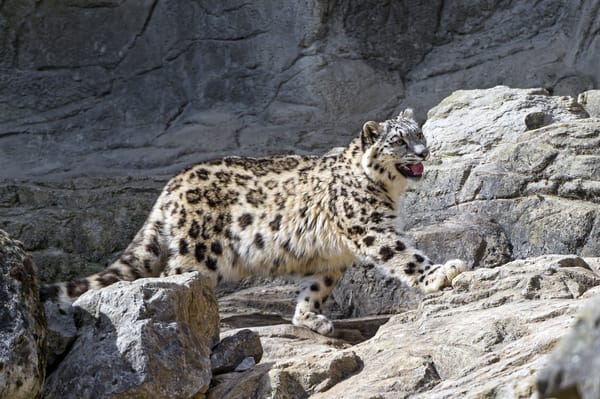 Обои снежный барс, камни, ©Tambako The Jaguar, кошка, ирбис