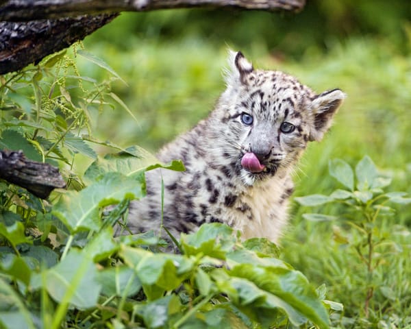 Обои снежный барс, кошка, язык, детёныш, котёнок, ирбис, ©Tambako The Jaguar, трава