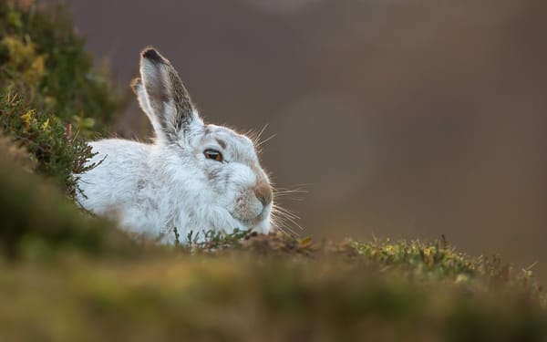 Обои Mountain Hare, природа