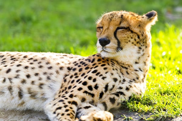 Обои гепард, взгляд, хищник, cheetah