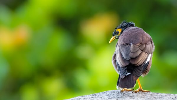 Обои Common Myna, птица, природа