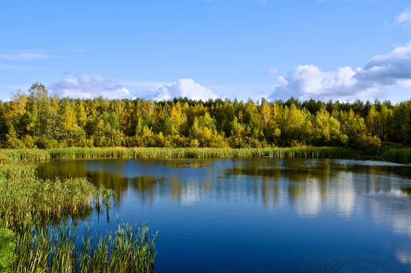 Обои Озеро, водоём, лес, отражение в воде