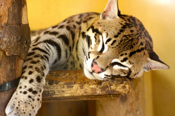 Обои оцелот, кошка, leopardus pardalis