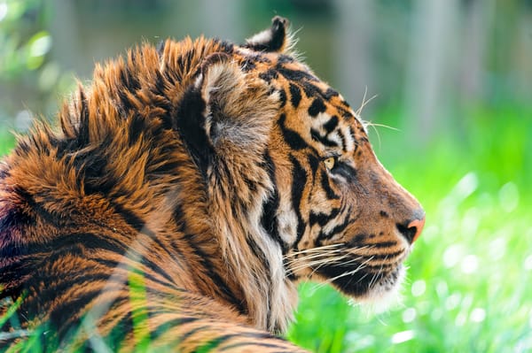 Обои хищник, Sumatran tiger, Суматранский тигр