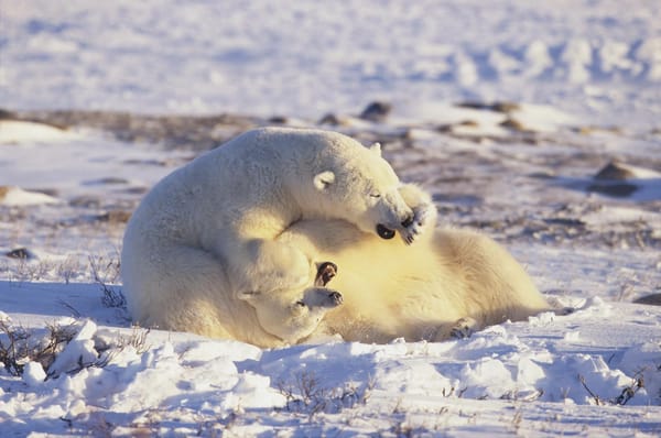 Обои белые медведи, Арктика, polar bears