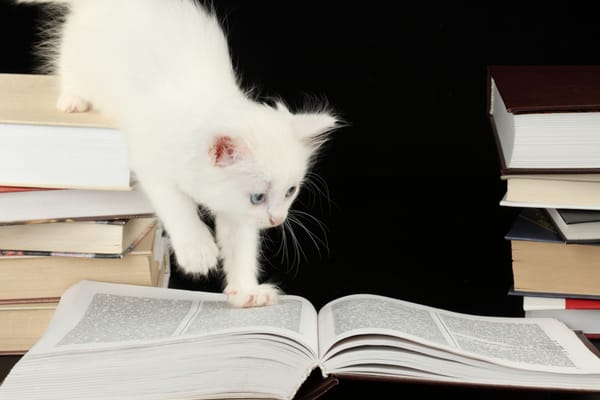 Обои котёнок, книги, страницы, любопытство, голубоглазый