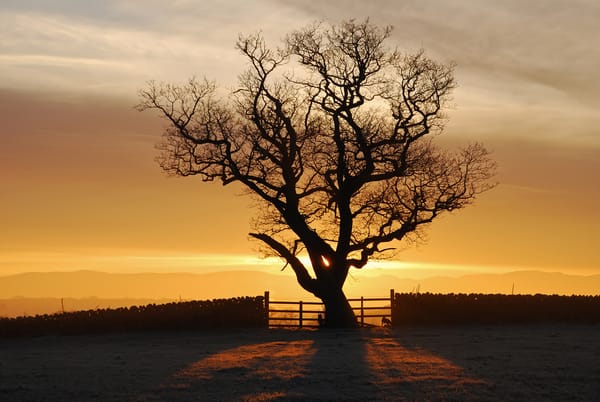 Обои закат, свет, дерево, солнце, Англия, fellsiders Photography, Eden Valley