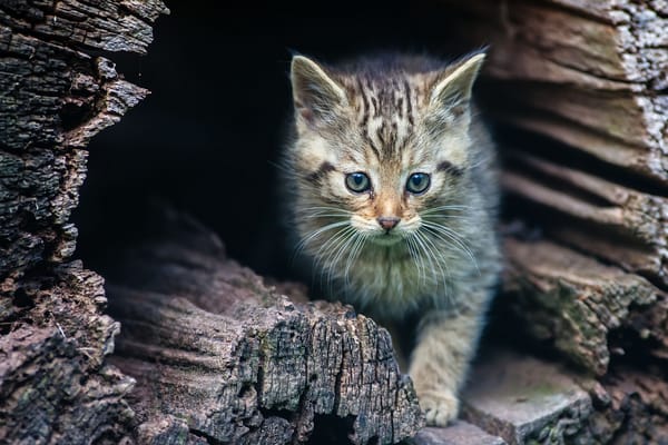 Обои дикая кошка, дупло, котёнок