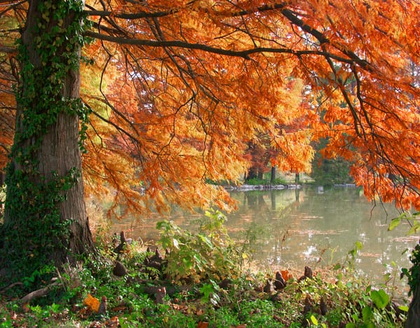 Обои Burning Pond, дерево, озеро, осень