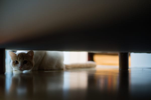 котенок под кроватью бесплатно
