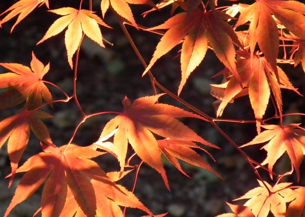 Обои природа, leaves, свет, Fuji HS10 HS11, осенние листья