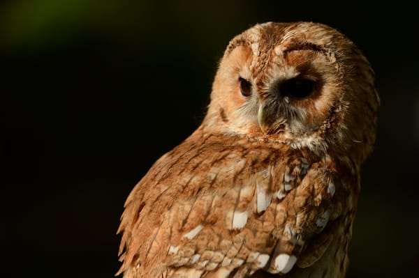 Обои Tawny Owl, серая неясыть, сова, птица