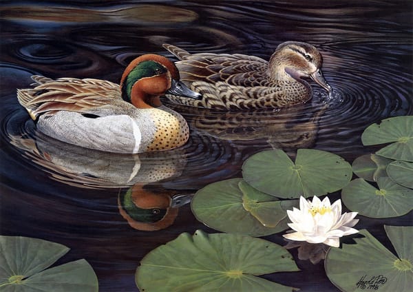 Обои Harold Roe, пара, живопись, лотос, Greenwing Teal, озеро, утки, чирок