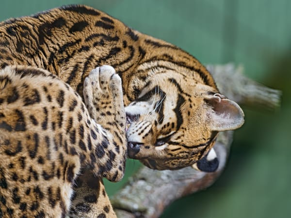 Обои оцелот, ©Tambako The Jaguar, умывание, кошка
